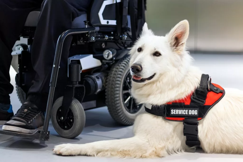 A white service dog wearing a red vest labeled "Service Dog" sits next to a person in a wheelchair. This image highlights the Assistance Dog Special Allowance (ADSA) program.